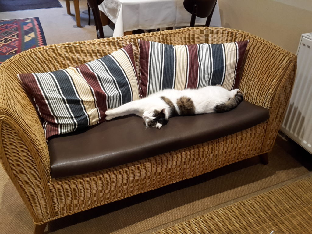 Ein Meter Katze :)